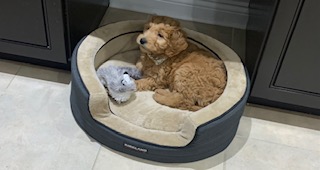 Charlie's first day home