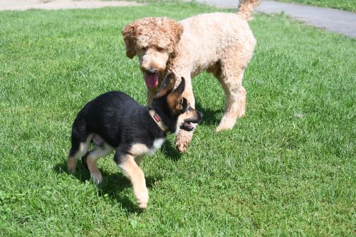 Charlie and Puppy